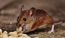 24 Hour & Emergency Exterminators in Col X Rds, PA